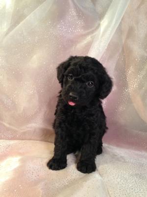 Male Schnoodle Pup for Sale #6 Near the Iowa Minnesota Border. DOB 10-19-14